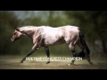 VS Flatline: 2010 Bay Roan AQHA Stallion