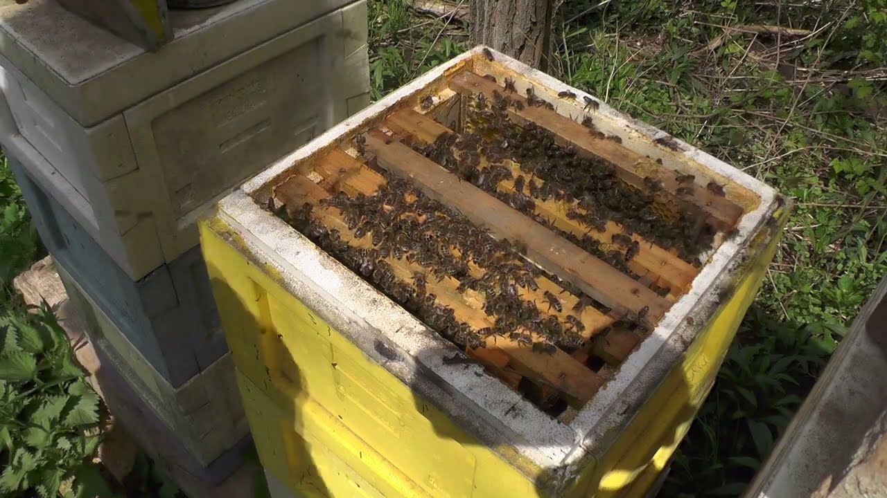 Bienen Königinzucht mit der Nicot Cupularve Zuchtkasette