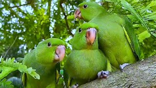 Baby Parrot Natural Sounds