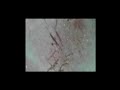 chandra mobiles solutions Live Stream