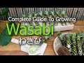 How To Grow Wasabi | Seeds | Seedlings | Harvest | Propagate