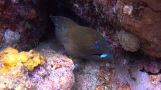 Download Lagu Eels @ Pulau Paku Kechil MP3 Download Lagu Eels @ Pulau Paku Kechil MP3