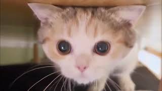 MEMES THAT YLYL V7
