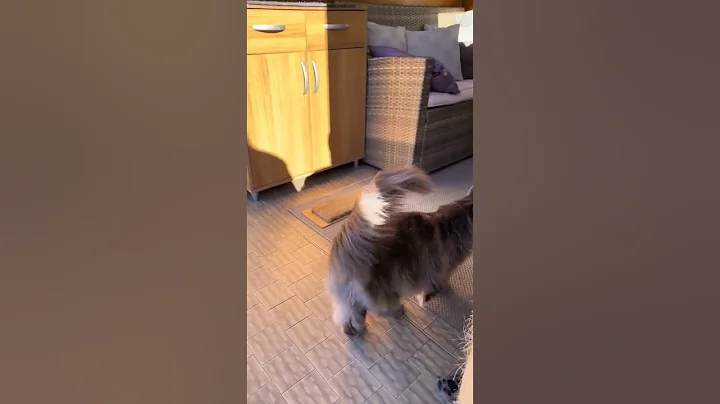 Video 9301091: maine coon cat talking, coon cat meowing, maine coon kitten growing, mainecoon