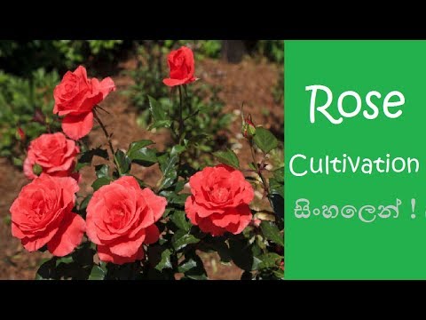 Sri lanka in roses Send Flowers