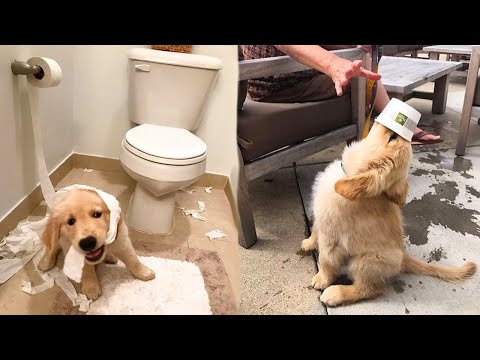 Funny and Cute golden retriever Puppies Compilation #6 - Cutest Golden Puppies