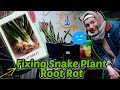How I fixed Root Rot in my Snake Plants (Sansevieria Plant)