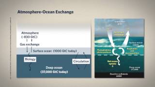 4 1 The Unperturbed Carbon Cycle Stocks and Flows