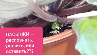видео: Пасынки у Фиалки! Как отличить от Цветоноса на ранней стадии, когда удалить, или оставить??? Химеры! картинка: Пасынки у Фиалки! Как отличить от Цветоноса на ранней стадии, когда удалить, или оставить??? Химеры!