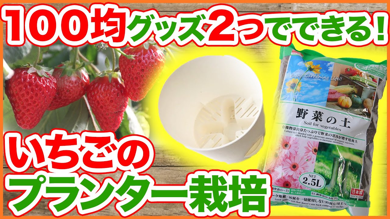 家庭菜園 100均グッズで初心者にも簡単 いちごのプランター栽培方法 1月植え 2月植えでも始められます 育て方 植え方 ベランダ菜園 Youtube