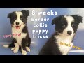 8 weeks border collie puppy tricks