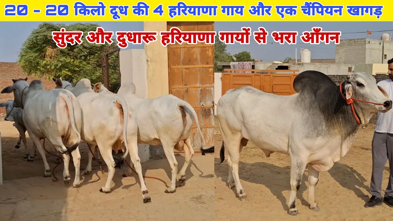 20-22 किलो दूध की सुंदर, शांत, दुधारू और अति शुद्ध हरियाणा गायें और चैंपियन हरियाणा खागड़👌 Pure Breed