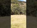 El campo y su belleza #relaxing #musica #foryou