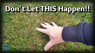 An EASY FIX For Your THINNING Lawn screenshot 5