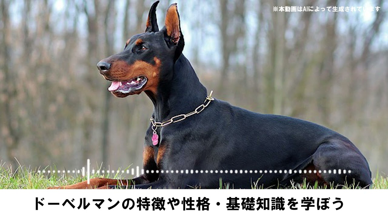 ドーベルマンの特徴や性格・基礎知識を学ぼう！飼い方・歴史・飼育費用 