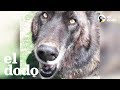 Perro lobo rescatado encuentra el mejor hogar