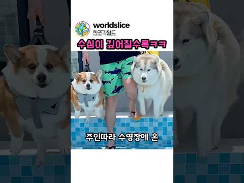 같은 수영장인데 반응이 완전히 달랐다ㅋㅋ thumbnail