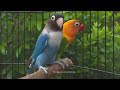 Lovebird chirping and call sounds  green fischer  blue personata