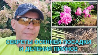 картинка: Не пересаживай пионы осенью пока не посмотришь это видео! Как правильно размножить пионы #gardening