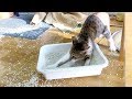 Have you EVER LAUGHED HARDER? - Ultra FUNNY CATS