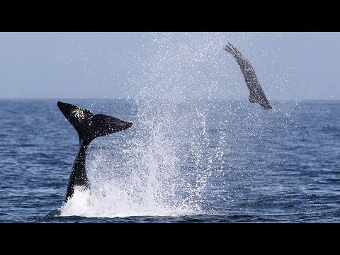 Killer Whale Flips Seal Into the Air