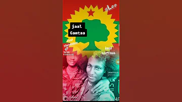 Wbo Wabii Sabaa Nuuf Jiradha Jaal Gamtaa 