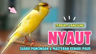 Terbukti NYAUT ! PANCINGAN KENARI Belajar BUNYI || Cuit Cuit PANCINGAN KENARI Agar Cepat GACOR | 252