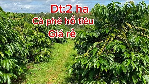 Bán lô đất đẹp rẻ.dt:2 ha có nhà có ao riêng phun cà phê và hồ tiêu 