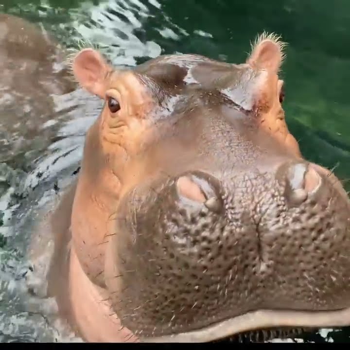 Hippo Fiona's Favorite Foods Need Pollinators - Cincinnati Zoo