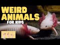 Weird Animals Quiz