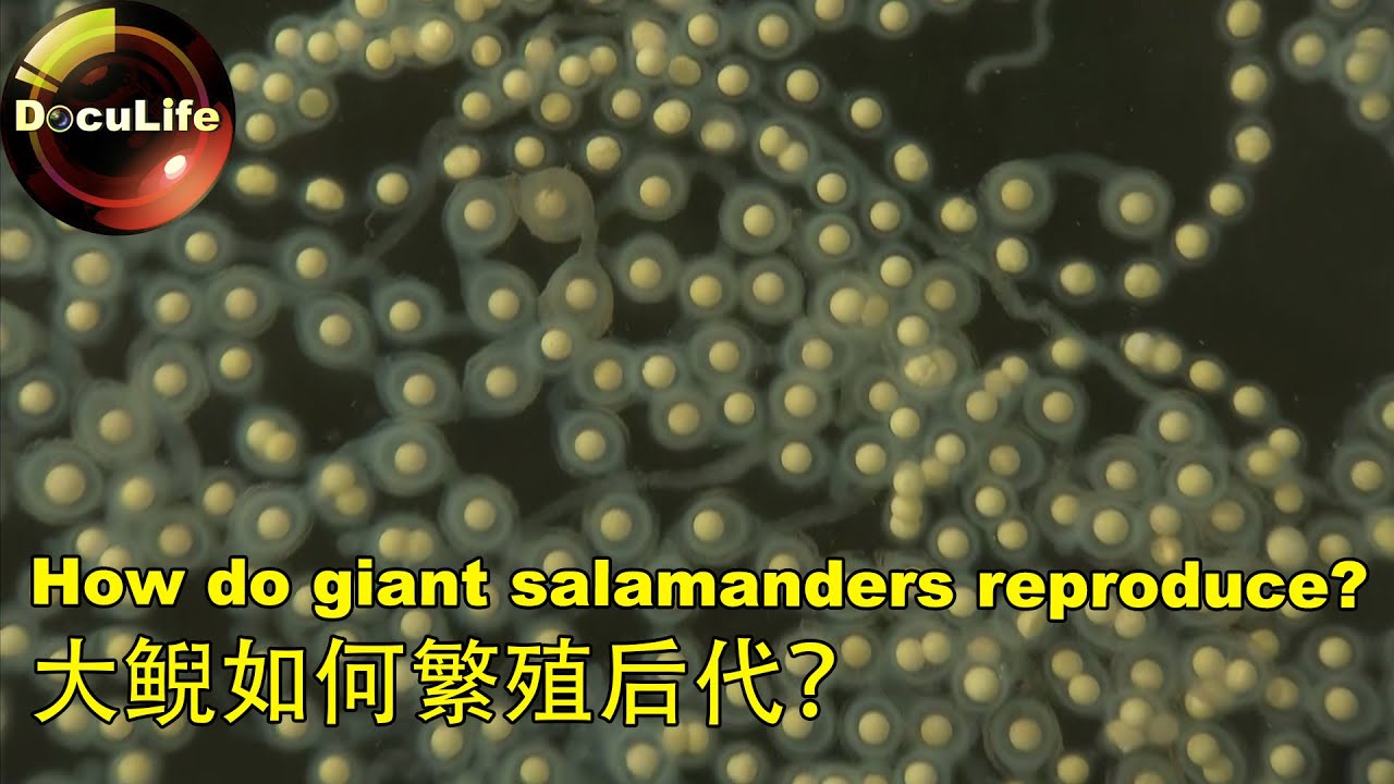How do giant salamanders reproduce?大鲵如何繁殖后代? - YouTube