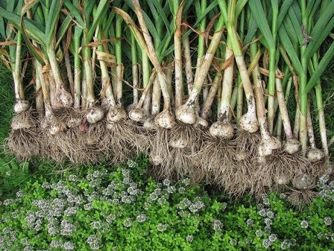 How To Grow Garlic - آموزش کاشت سیر