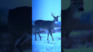 Monster Buck in Snow ❄️ Unreal Deer Hunting Moment #DeerHunting#WhitetailBuck#BigBuckDown#hunting