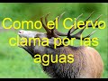 Como el Ciervo clama por las aguas