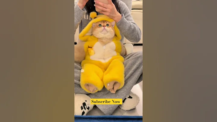 Video 7188081: tabby cat funny, cat baby tabby, tabby cat adorable, tabby kitty, kitty cat talking funny, compilation funny cats talking, cat kitten cute