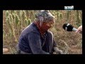 الحشيشة حان موسم القطاف يمنه فواز 