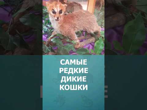 Самые редкие дикие кошки мира #шорт #шортс #топ10 #ютубшортс #кошки #животные #познавательное