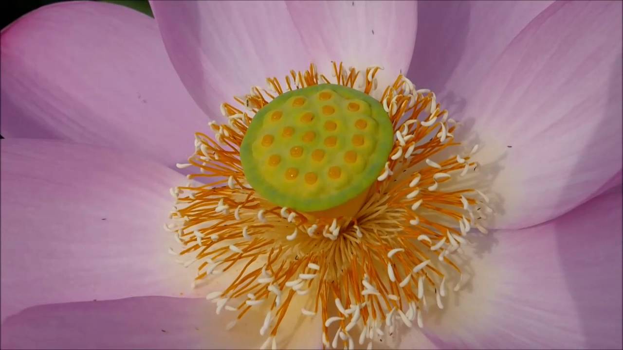 蓮花 大阪公立大植物園「蓮が開花中」 – wakasa15thfd