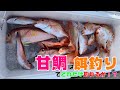 甘鯛は餌釣りでどれだけ釣れるか！？