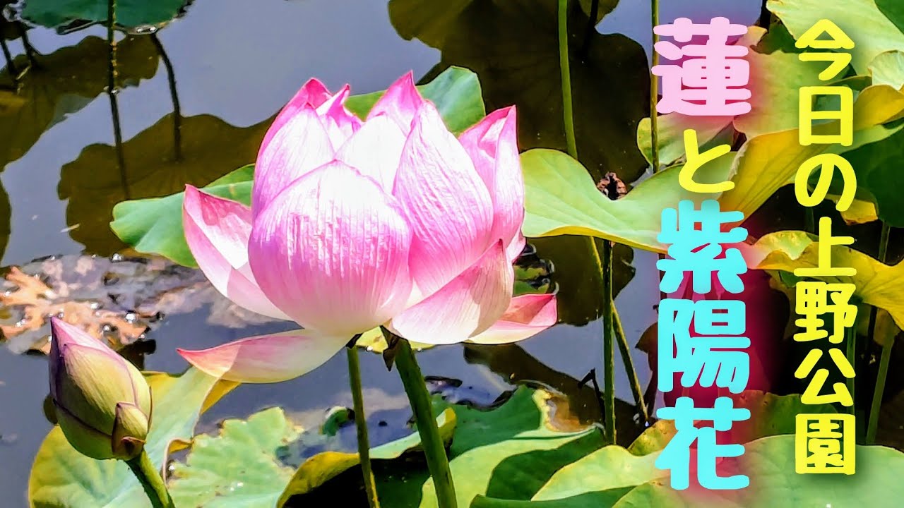 今日の上野公園 「蓮と紫陽花 」 2026年6月19日撮影 - YouTube