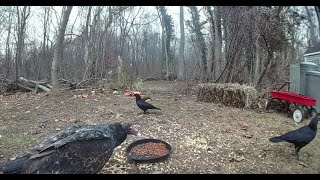 When a Turkey Vulture Crashes the Day Shift | Backyard Wildlife Cam