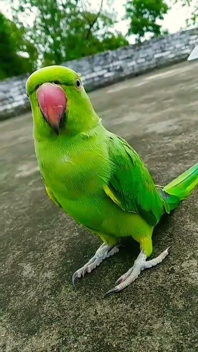 Talking Parrot Mithu Say Mummy Mummy ❤️❤️❤️❤️❤️❤️❤️❤️❤️❤️❤️