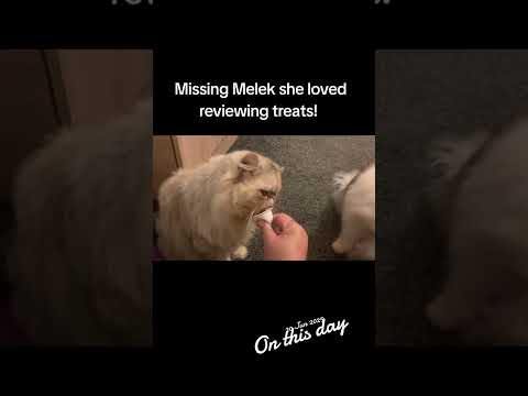 Missing Melek Persian she used to love reviewing treats