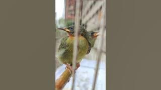 anakan burung sepah raja