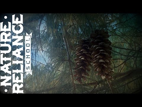 Tree Identification - White Pine - Nature Awareness, Survival and Hunting Uses