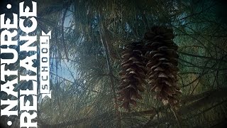 Tree Identification - White Pine - Nature Awareness, Survival and Hunting Uses