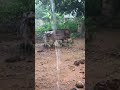 African village Extremely Rainy Day#villagelife #food