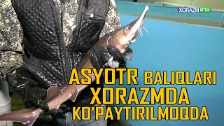 ASYOTR BALIQLARI XORAZMDA KO'PAYTIRILMOQDA | Oсетровые рыбы