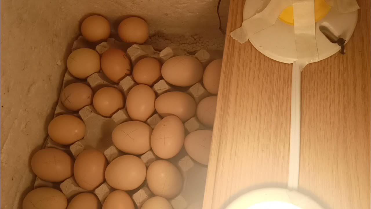 simple incubator using ice chest diy.. YouTube