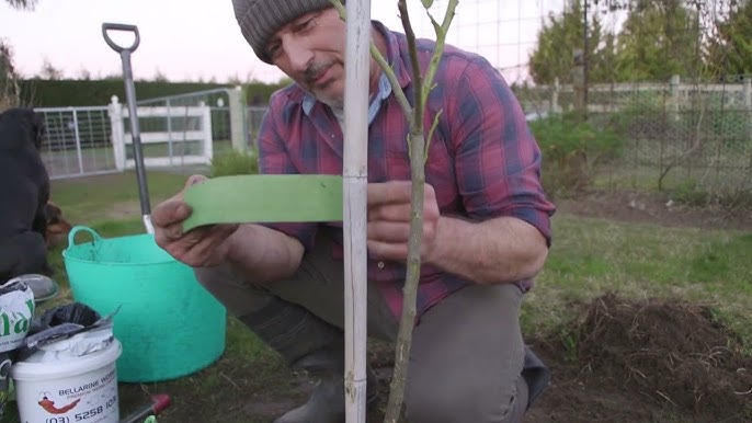 How to stake plants to a trellis using VELCRO® Brand ONE-WRAP® Garden Ties  